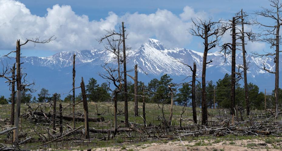 061123-news-blackforestmain 2.jpg