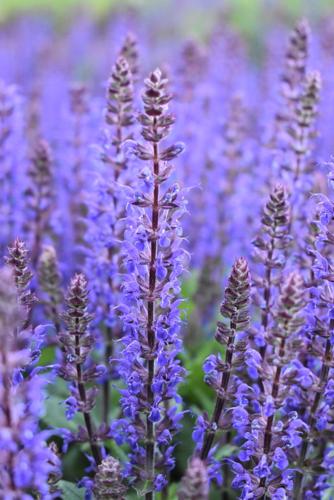 What are the best perennials for the Rocky Mountain region?