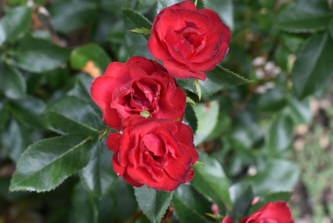 Rosa_The_Petite_Knock_Out_Rose_b_06.30.2021Star_Roses_and_Plants.-4.jpg