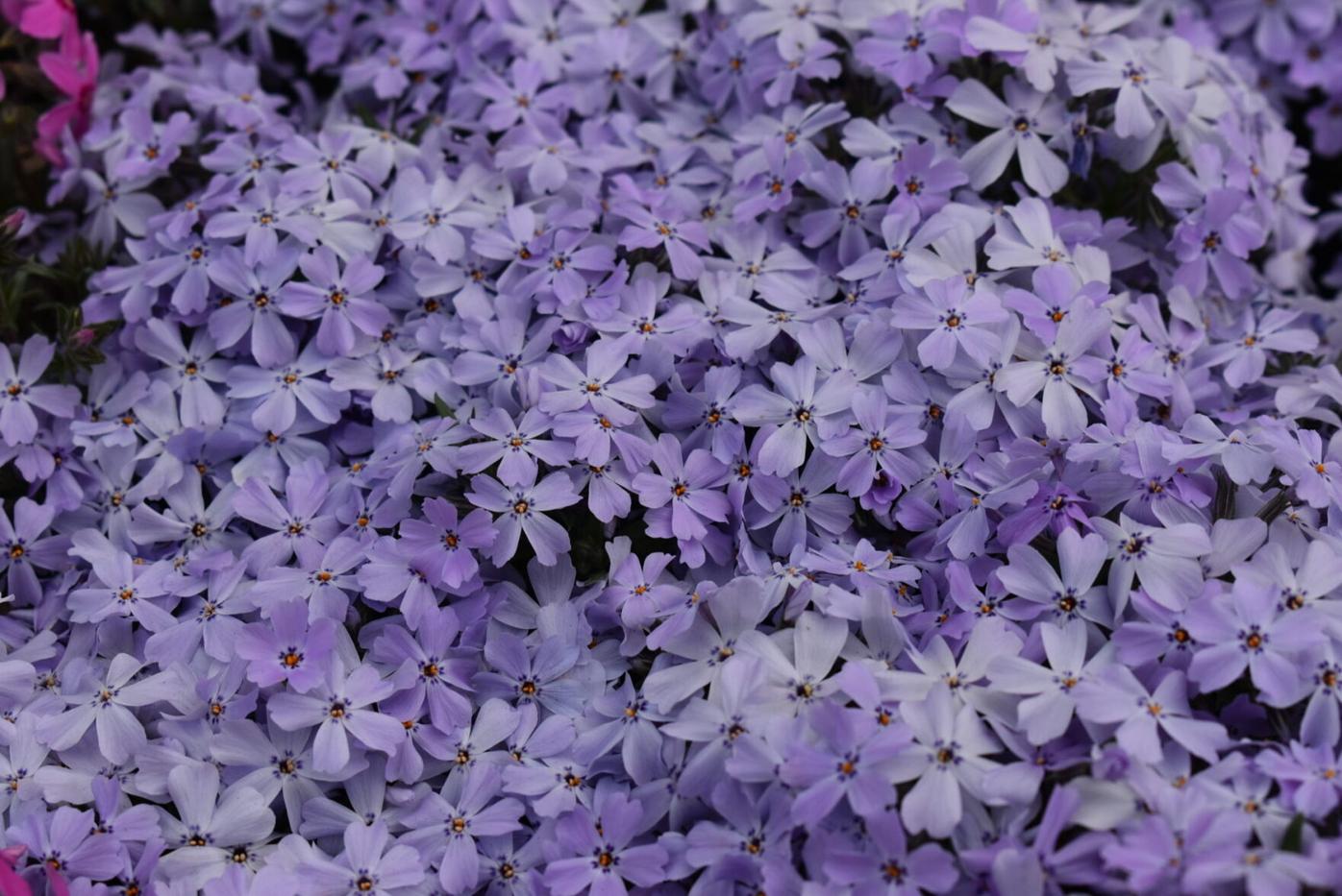Phlox_subulata_Spring_Blue_Improved_c_04.27.2022Dümmen_Orange.-3.jpg