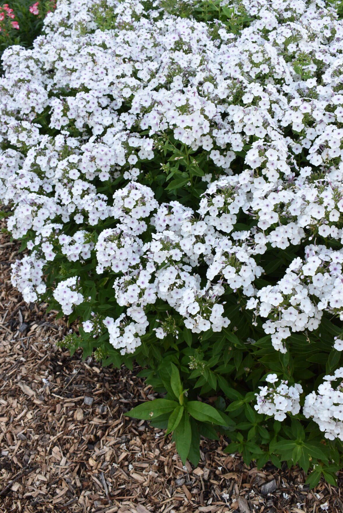 Phlox_paniculata_Ka_Pow_White_c_08.02.2022Darwin_Perennials.-3.jpg