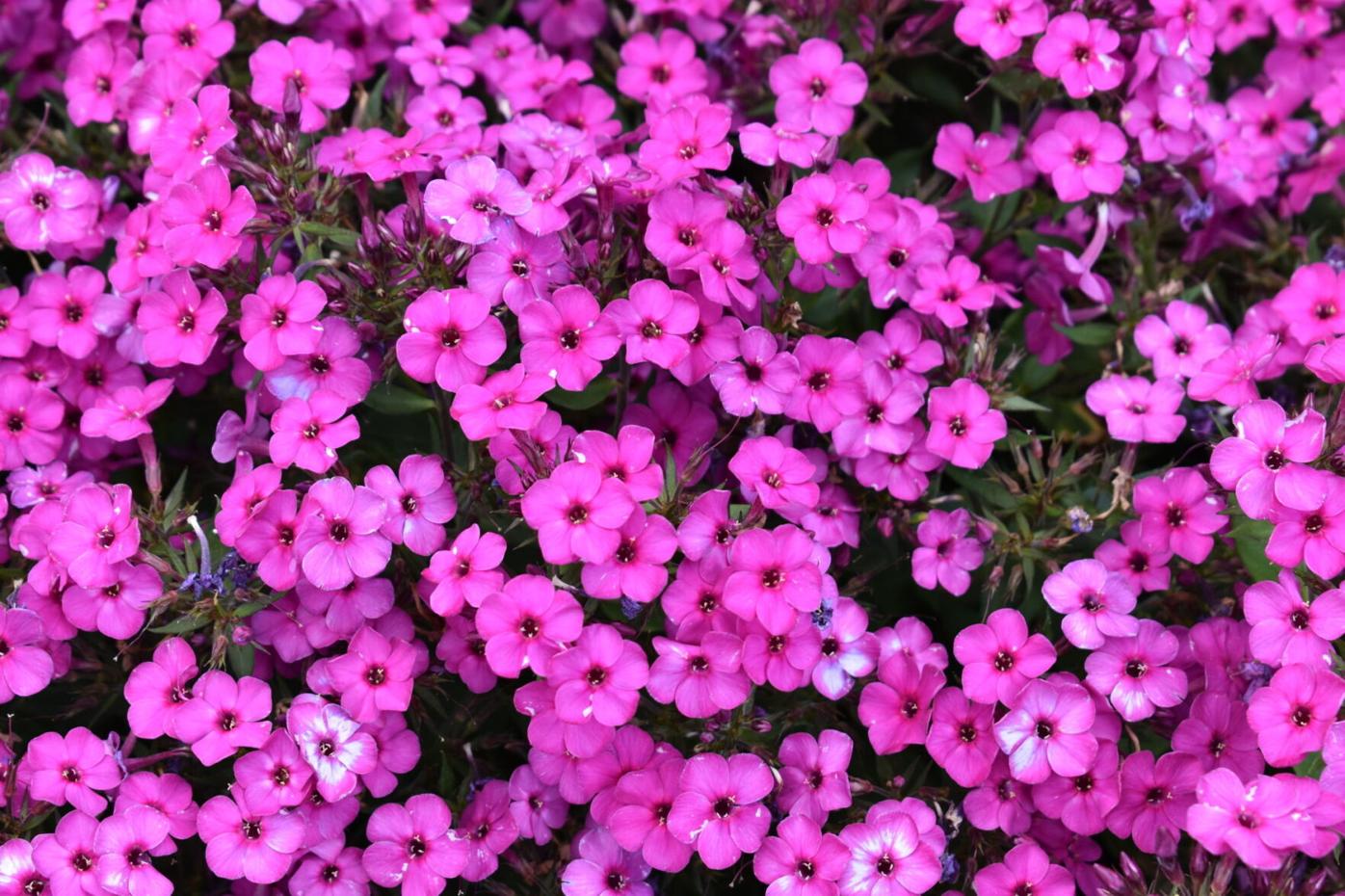 Phlox_paniculata_Early_Magenta_c_07.20.2022Dümmen_Orange.-5.jpg