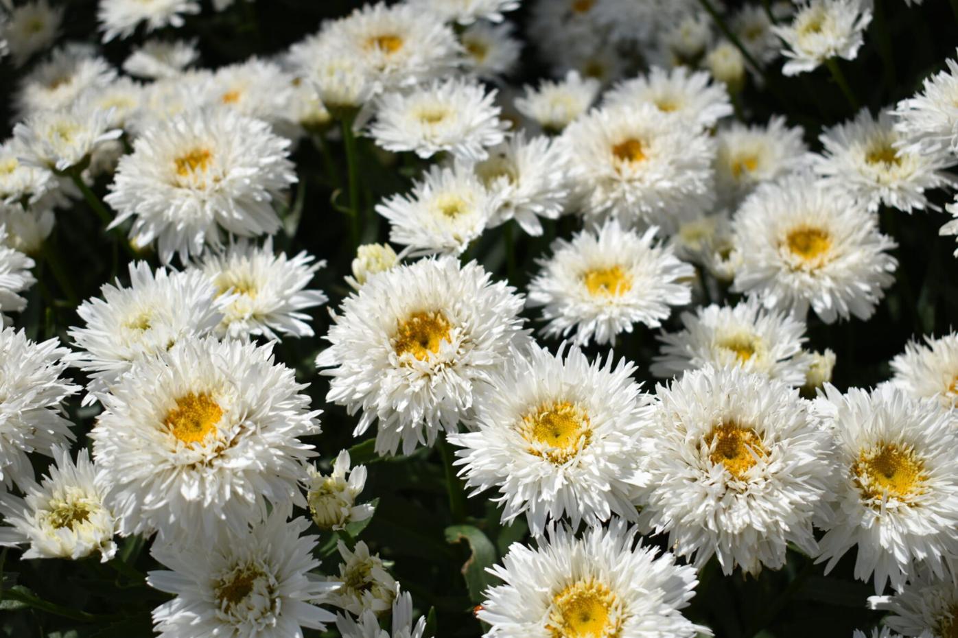 Leucanthemum_Sweet_Daisy_Rebecca_c_07.08.2022Dümmen_Orange.-7.jpg