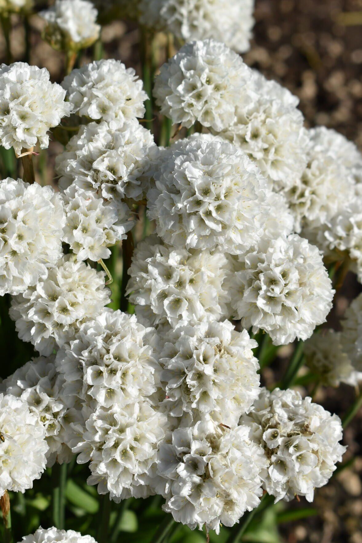 Armeria_Dreameria_Dream_CloudsDarwin_Perennials-6.jpg