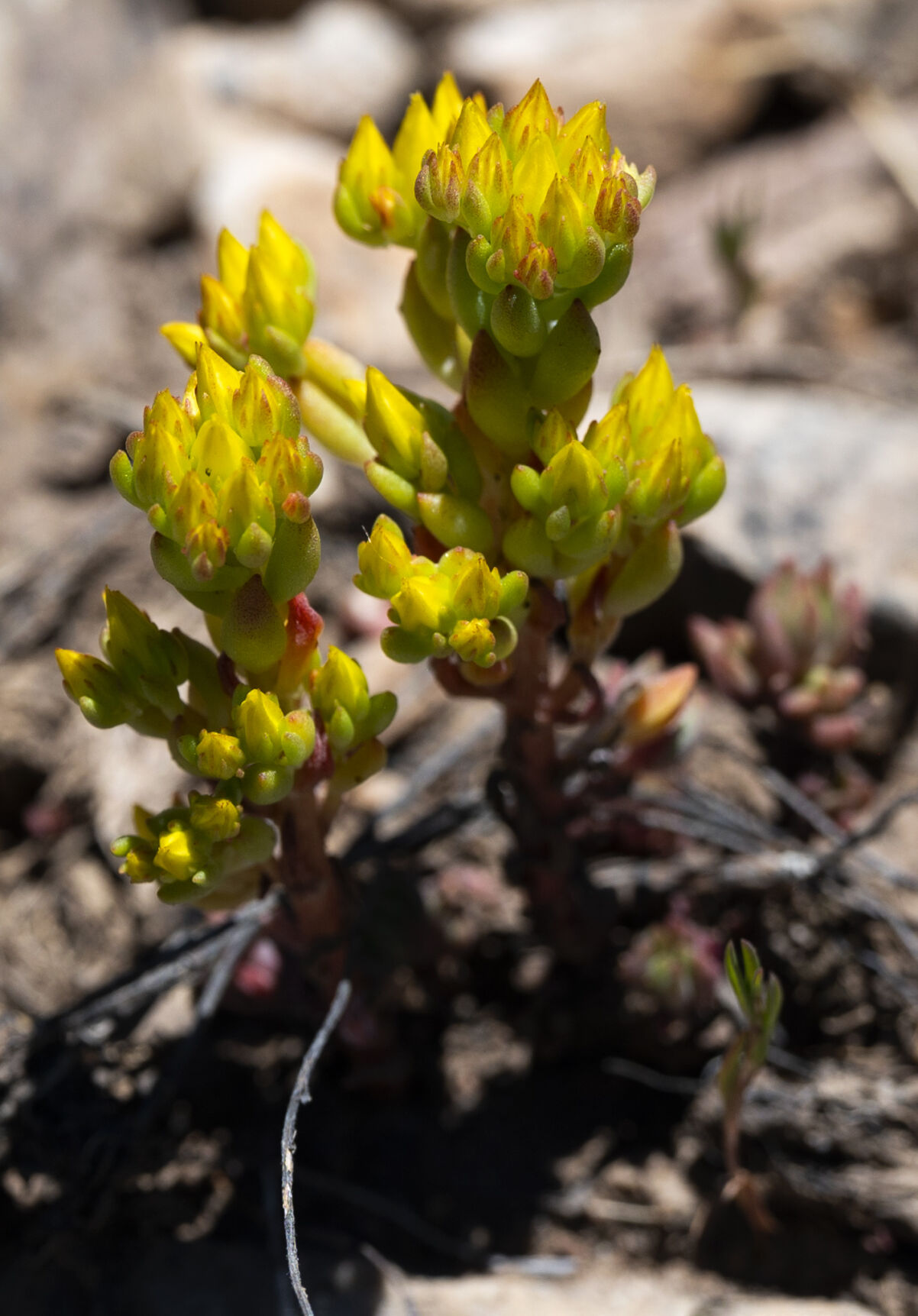 Yellow stonecrop grows on a rocky hillside near Brush Creek Wednesday, June 28, 2023, south of Crested butte, Colo. (The Gazette, Christian Murdock) (Christian Murdock/The Gazette)