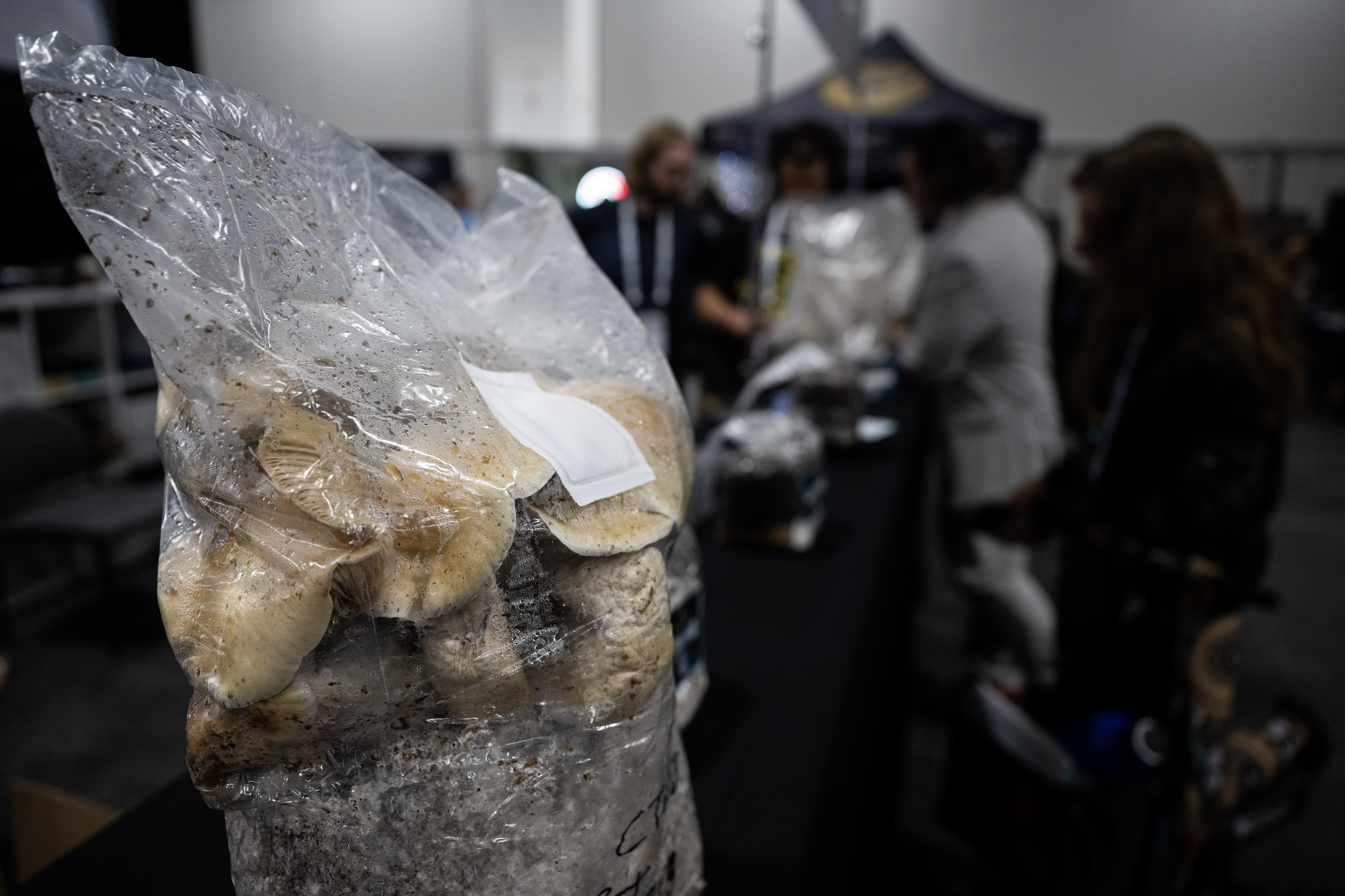 Bags of mushrooms are displayed at the WONDERBAGS mushroom gallery on the vendor hall during the third day of Psychedelic Science 2023 on Wednesday, June 21, 2023, at the Colorado Convention Center in Denver. (Timothy Hurst/Denver Gazette) (TimHursttim.hurst@gazette.comhttps://secure.gravatar.com/avatar/aca82bd62b4ee425c598527cd6faa1b1?d=mm&r=g)