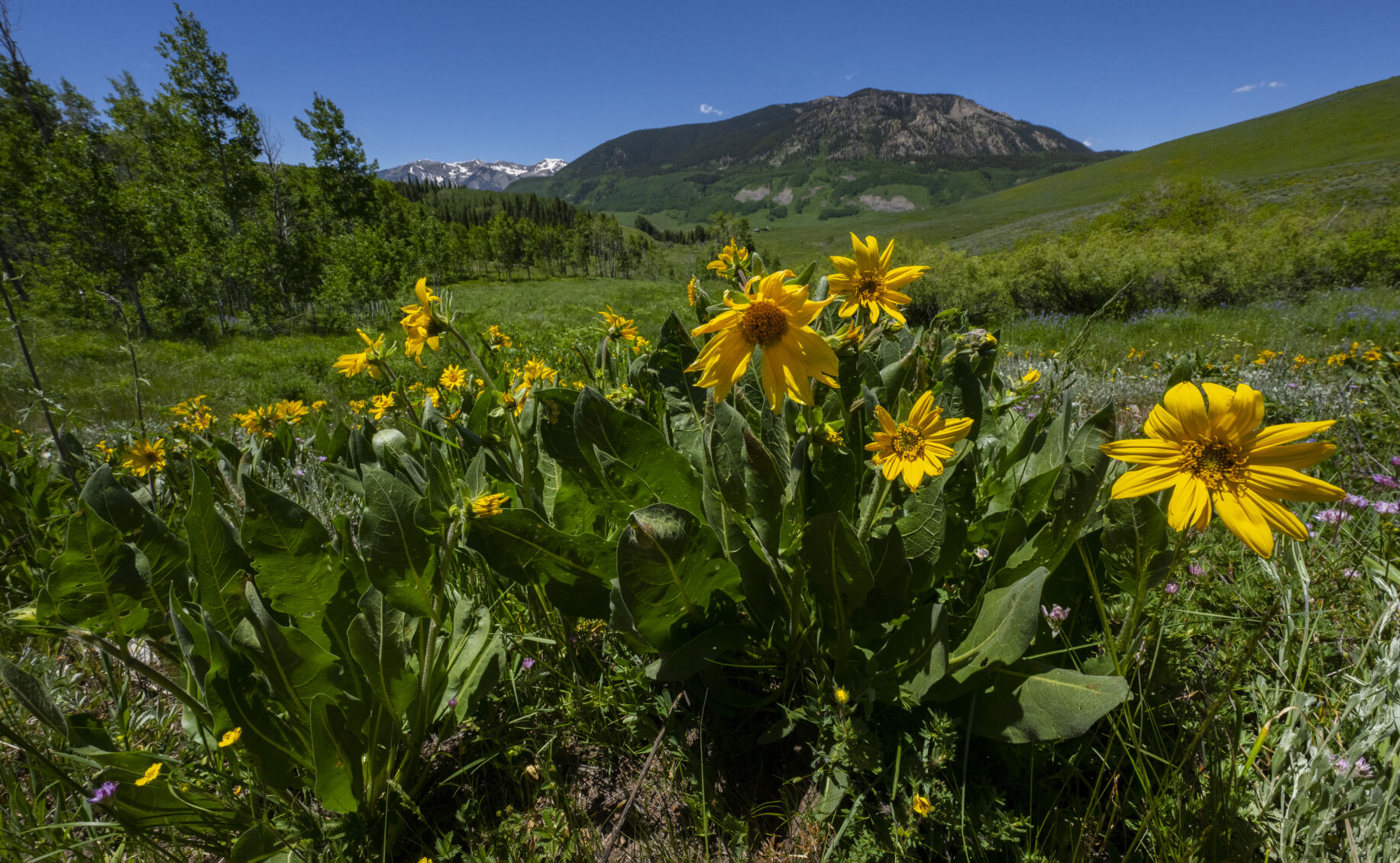 A patch of mule’s ear sunflowers bloom near the base of Pearl Pass in the Brush Creek area south of Crested Butte, Colo., Wednesday, June 28, 2023. (The Gazette, Christian Murdock) (Christian Murdock/The Gazette)