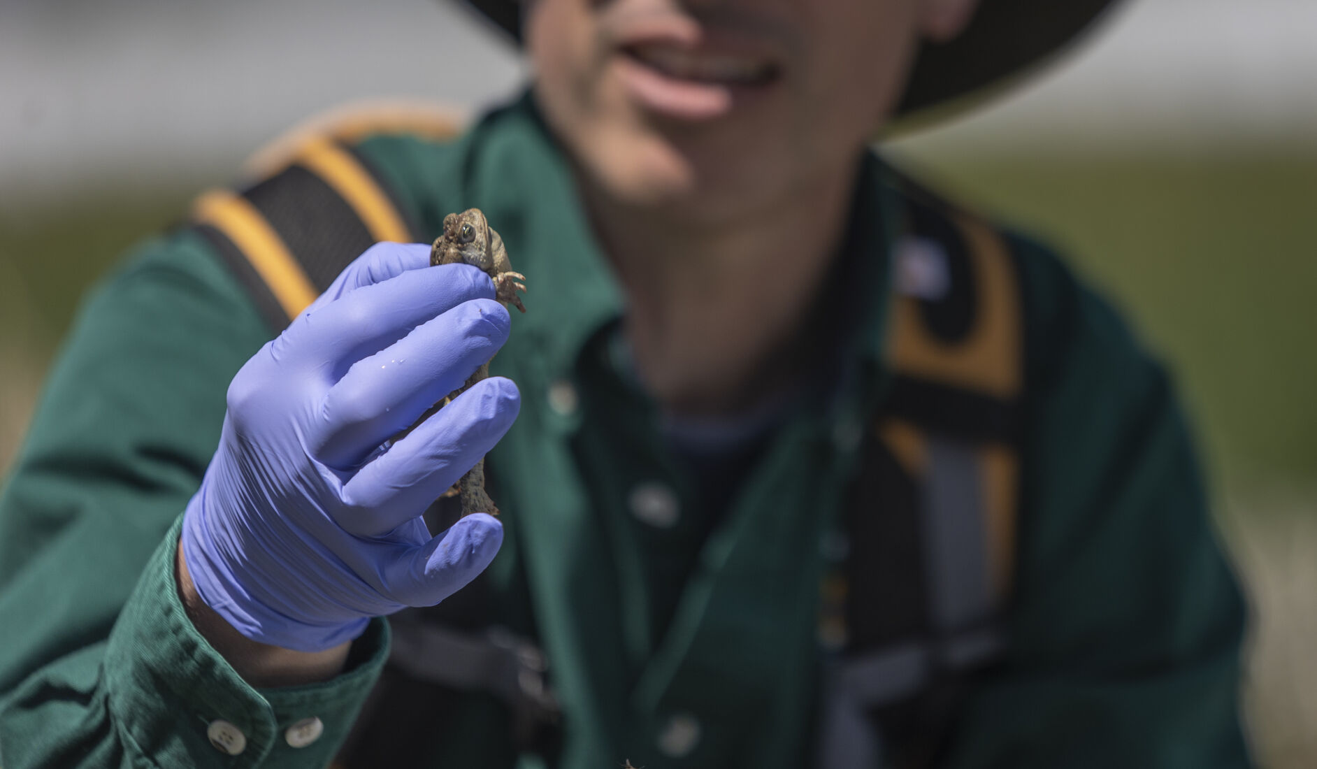 A team leader shows volunteers how to hold and then release Wyoming toads at Mortenson Lake last week near Laramie, Wy. (Gabi Broekema)