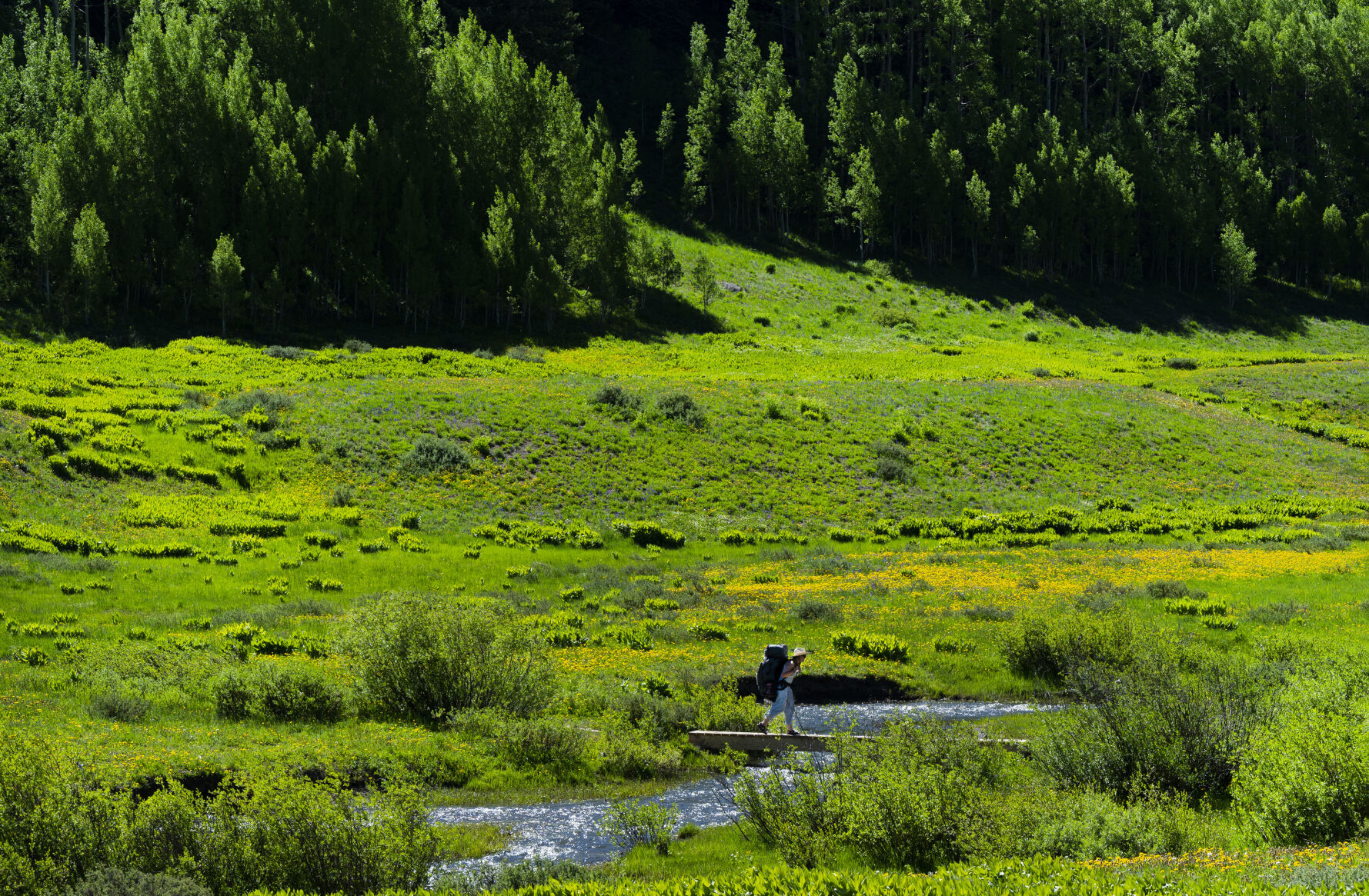 A hiker crosses a creek through the lush green foliage in Washington Gulch near Crested Butte, Colo., Wednesday, June 28, 2023, after returning from Meridian Lake. The wildflowers in the central Colorado mountains are just beginning to show their colors after a heavy snow winter and wet spring. (The Gazette, Christian Murdock) (Christian Murdock/The Gazette)