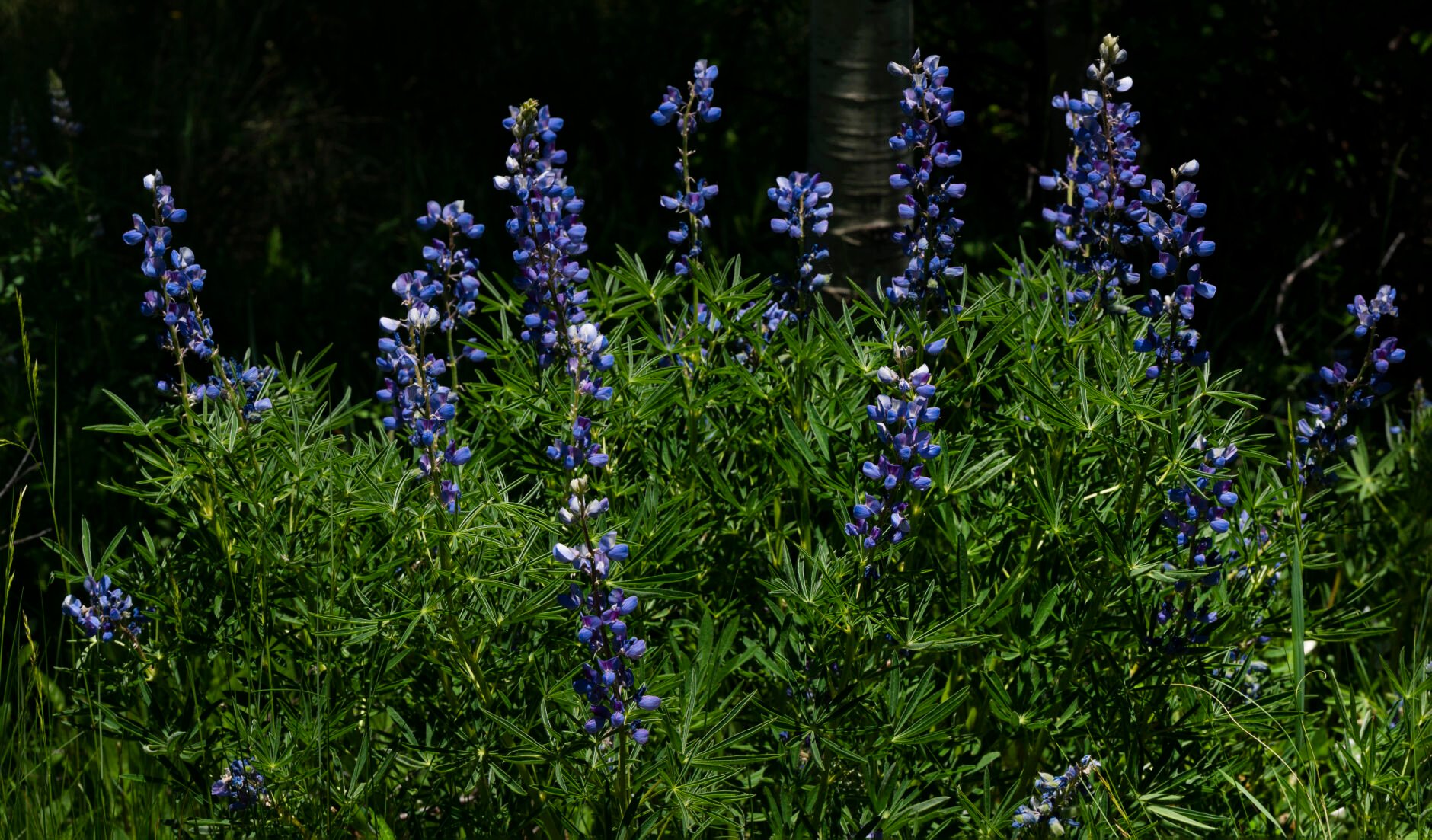 Silver lupine bloom under the aspen trees Wednesday, June. 28, 2023, near Brush Creek, south of Crested Butte, Colo. (The Gazette, Christian Murdock) (Christian Murdock/The Gazette)