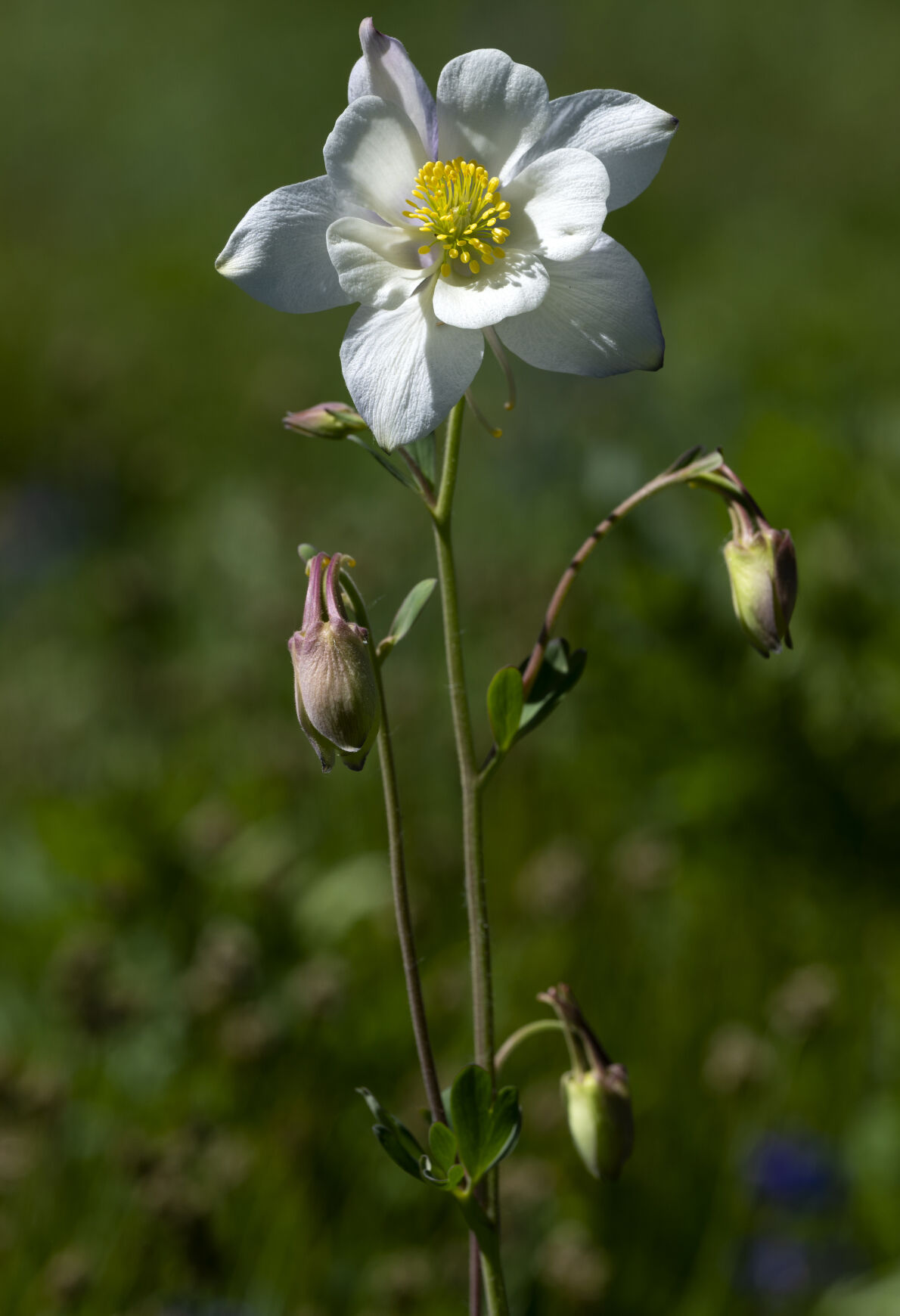 A columbine flower blooms in Washington Gulch Wednesday, June 28, 2023, near Crested Butte, Colo. (The Gazette, Christian Murdock) (Christian Murdock/The Gazette)