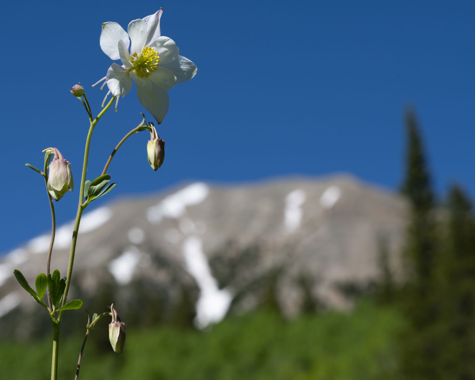 A columbine flower blooms in Washington Gulch Wednesday, June 28, 2023, near Crested Butte, Colo. (The Gazette, Christian Murdock) (Christian Murdock/The Gazette)