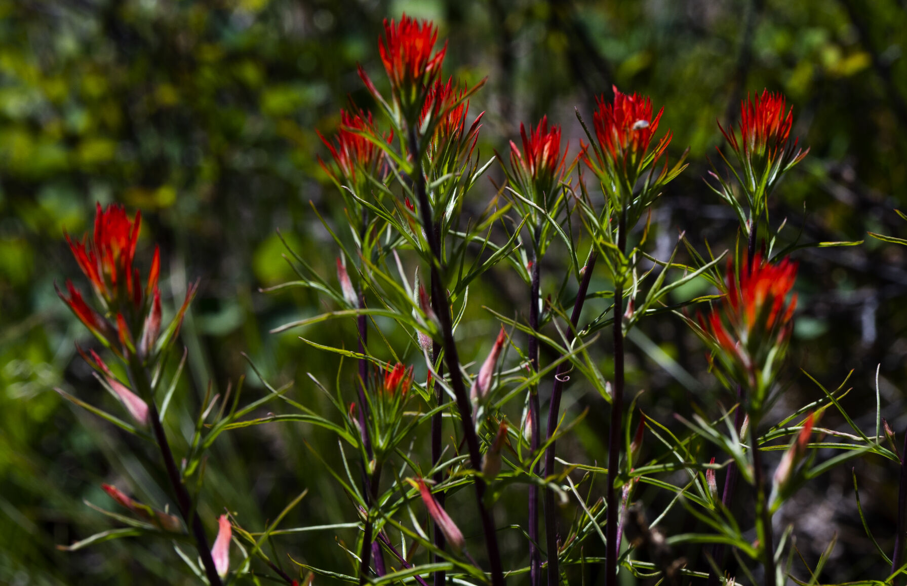 Indian paintbrush blooms in the afternoon sun in the Brush Creek area south of Crested butte, Colo., Wednesday, June 28, 2023. (The Gazette, Christian Murdock) (Christian Murdock/The Gazette)
