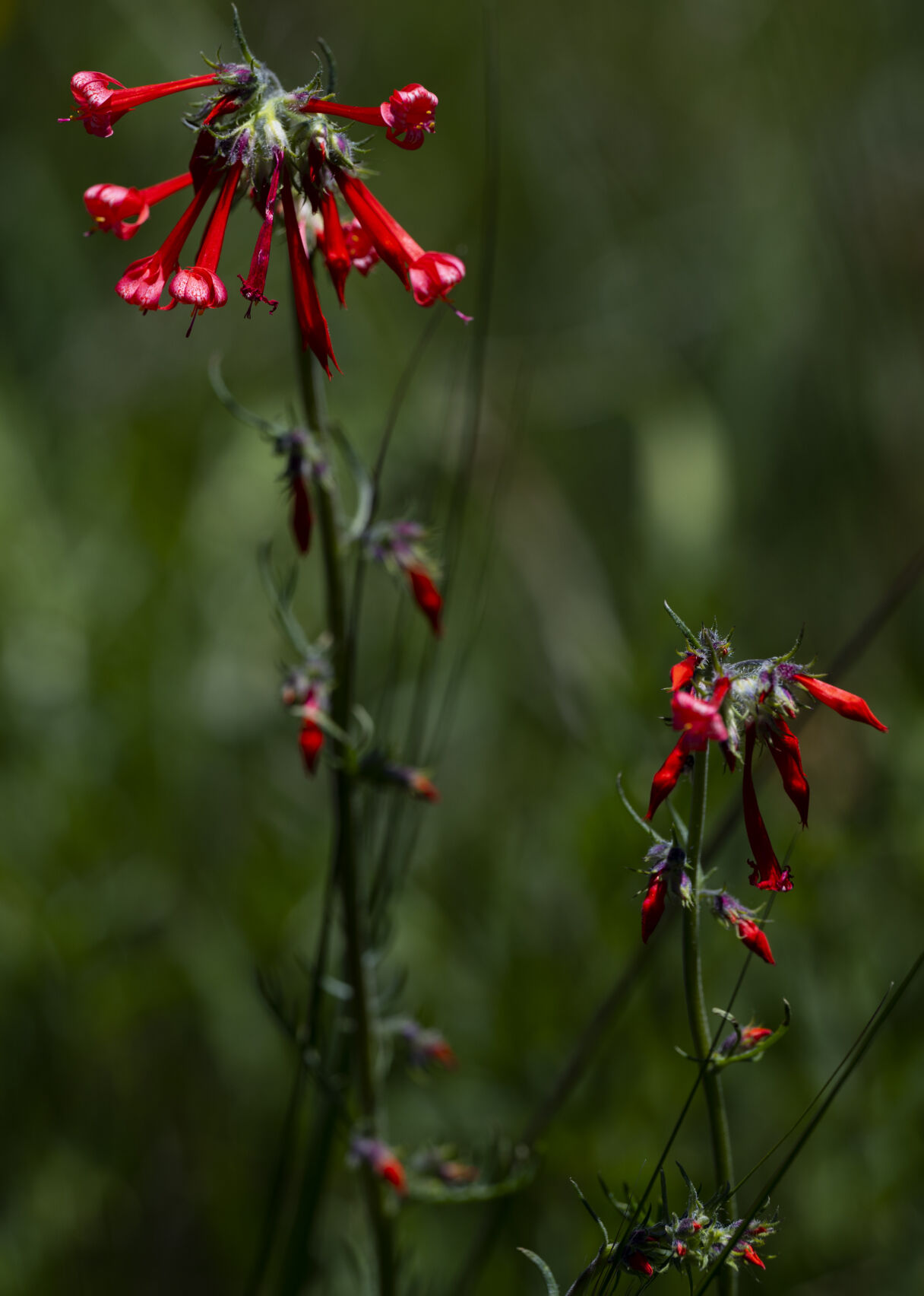 Scarlet gilia fairy trumpet blooms near Brush Creek, south of Crested Butte, Colo., Wednesday, June 28, 2023. (The Gazette, Christian Murdock) (Christian Murdock/The Gazette)