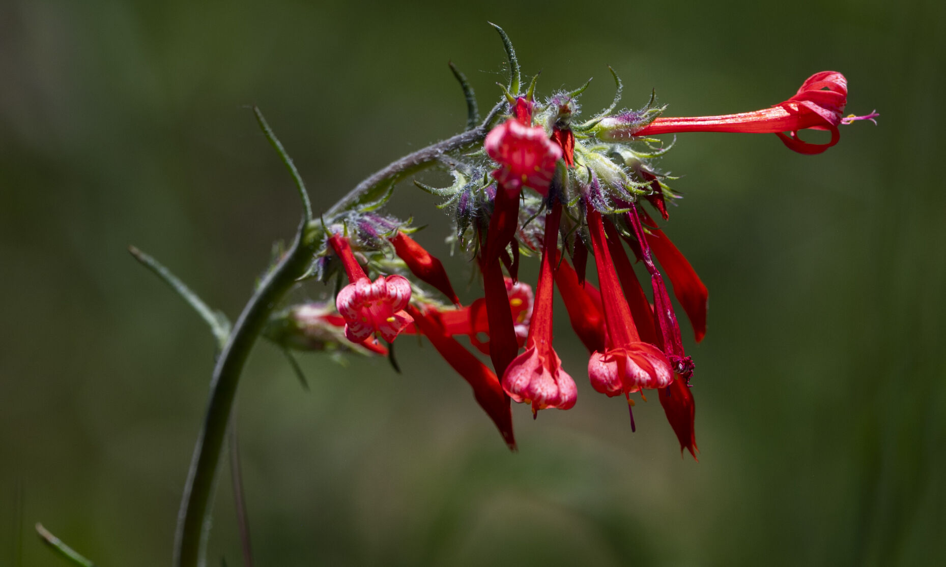 Scarlet gilia fairy trumpet blooms near Brush Creek, south of Crested Butte, Colo., Wednesday, June 28, 2023. (The Gazette, Christian Murdock) (Christian Murdock/The Gazette)