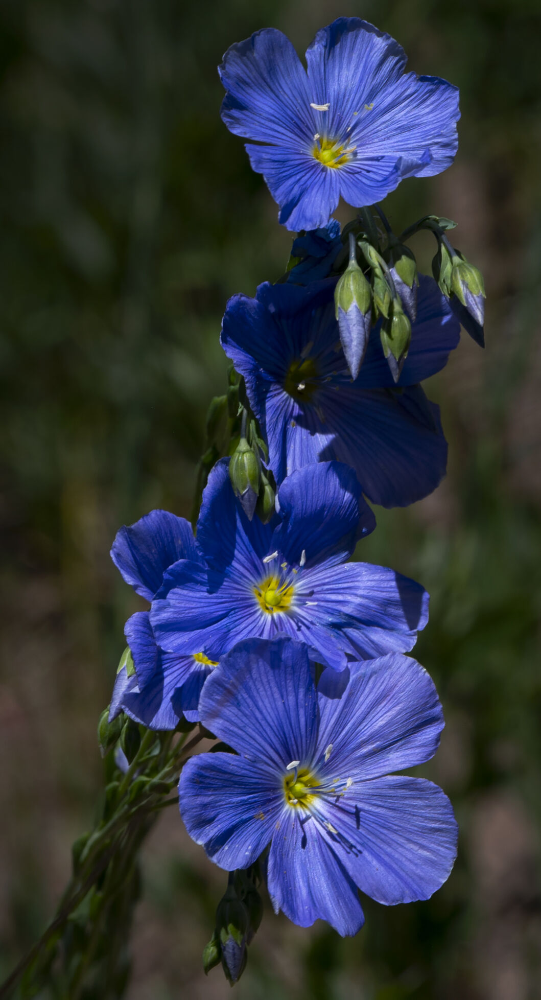 Wild blue flax bloom in the afternoon sun Wednesday, June 28, 2023, in the Brush Creek area south of Crested Butte, Colo. (The Gazette, Christian Murdock) (Christian Murdock/The Gazette)