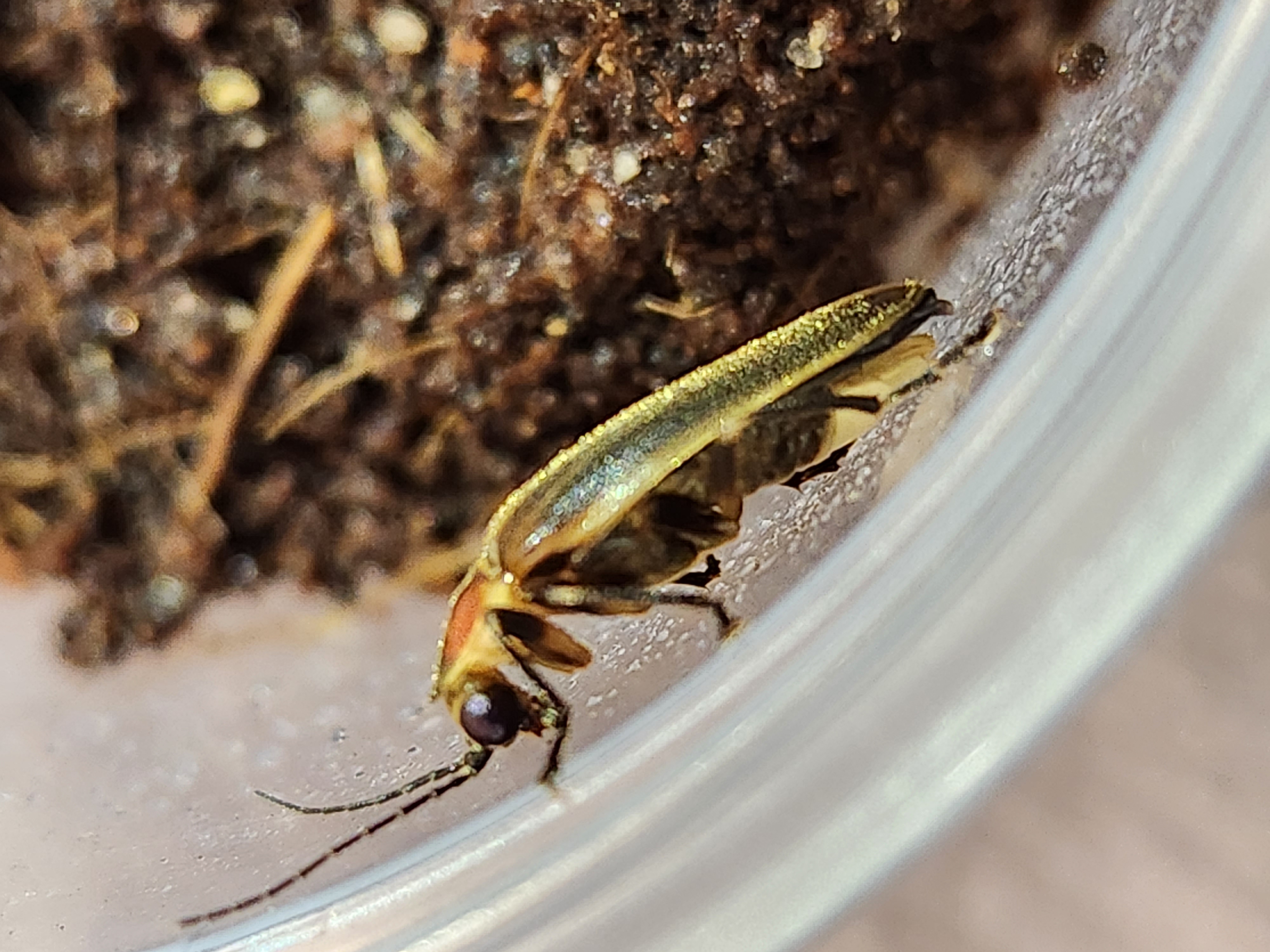 This adult Colorado firefly, known as Photuris — which means “light terror