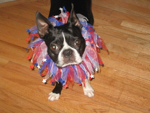 Bette Davis the Boston Terrier, who has passed away, was always in the July 4 parade but she didn't so much like the fireworks. (Carol McKinley)