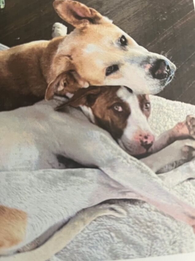 Thor and Loki are a bonded rescue pair who keep each other calm over the July 4 holiday. (Bryana via Twitter)