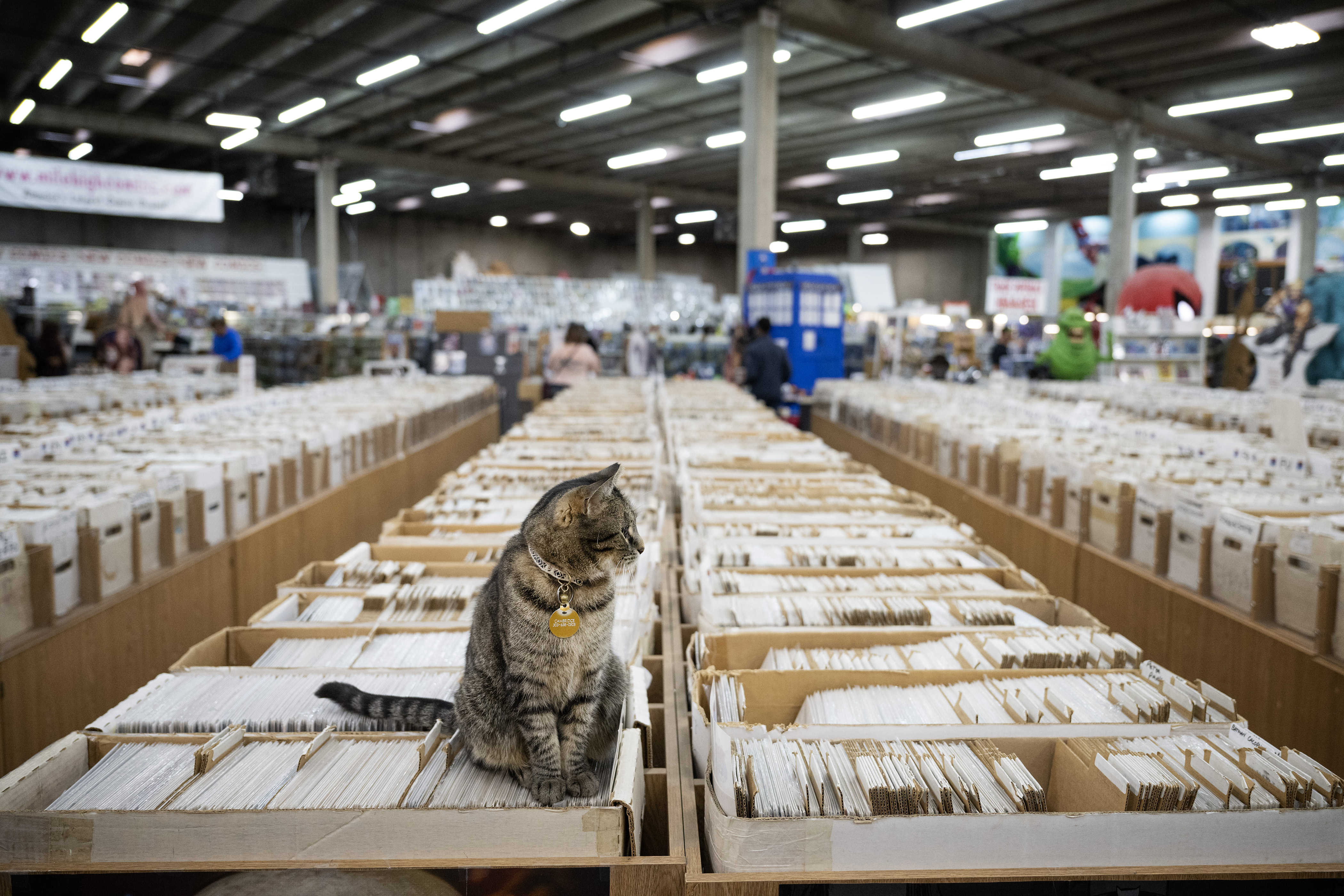 The comic stores’ resident cat Cambridge hangs out on boxes of colic books, usually under a ceiling-mounted heater, on Saturday, Feb. 11, 2023, at the Mile High Comics Jason Street Mega Store in Denver, Colo. (Timothy Hurst/Denver Gazette) (TimHursttim.hurst@gazette.comhttps://secure.gravatar.com/avatar/aca82bd62b4ee425c598527cd6faa1b1?d=mm&r=g)