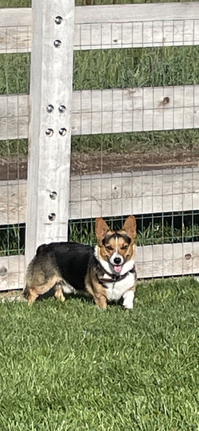 After Sir Tazman was run over after fleeing fireworks in panic, Tom Chelston has learned. King Rowdy of Loudbark, his 25th Welsh Corgi, will be tucked in for the holiday. (Tom Chelston)