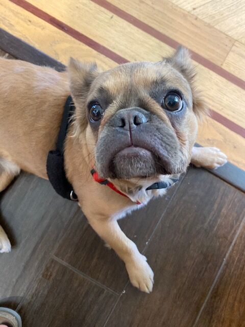 Nala the Frenchie puppie has not experienced a July yet but she is a little worried. (Carol McKinley)