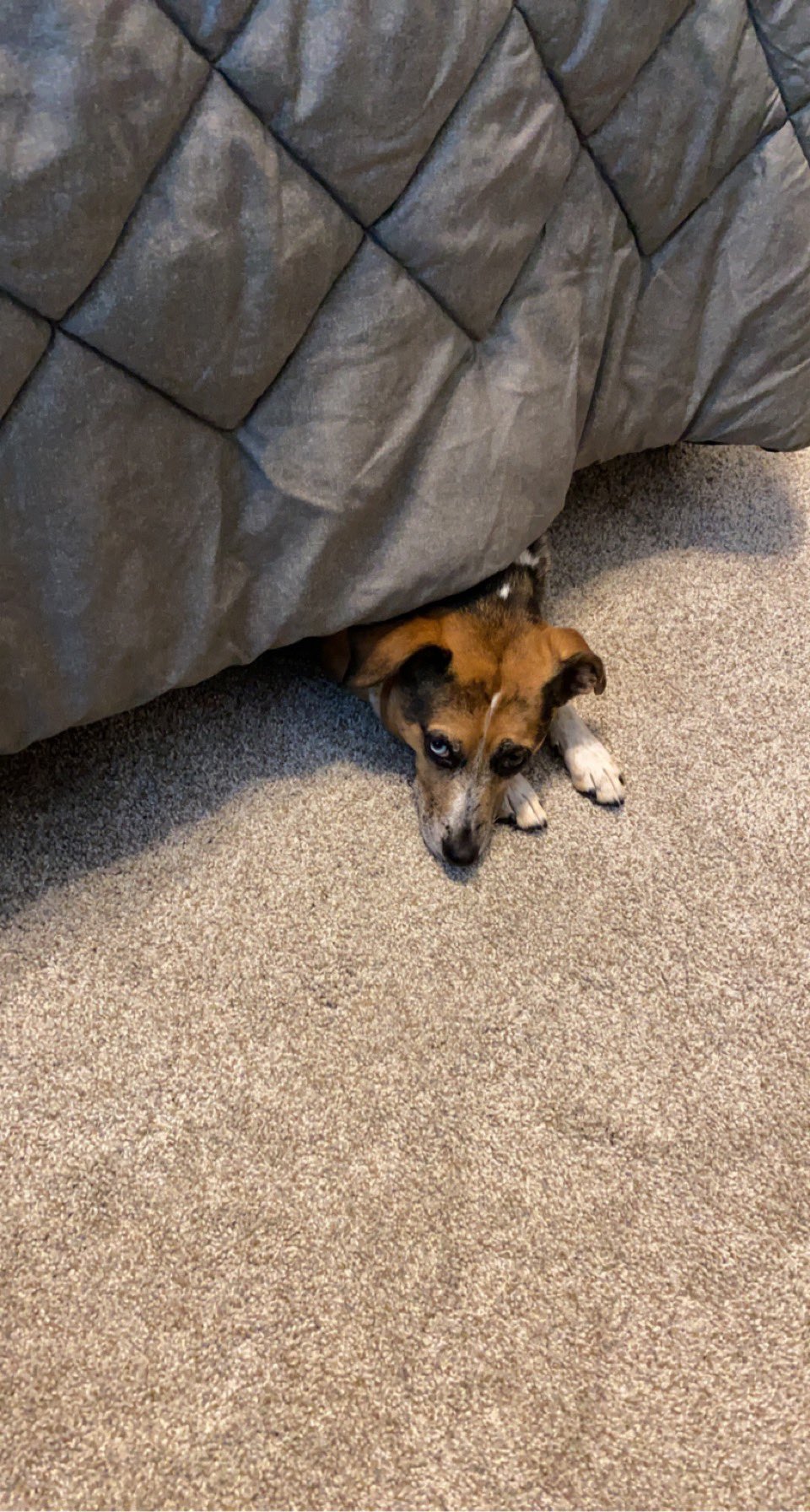 This is Kirra, who according to her owner Amy Hwang, hides under the bed when the fireworks start cracking and popping. (Amy Hwang)