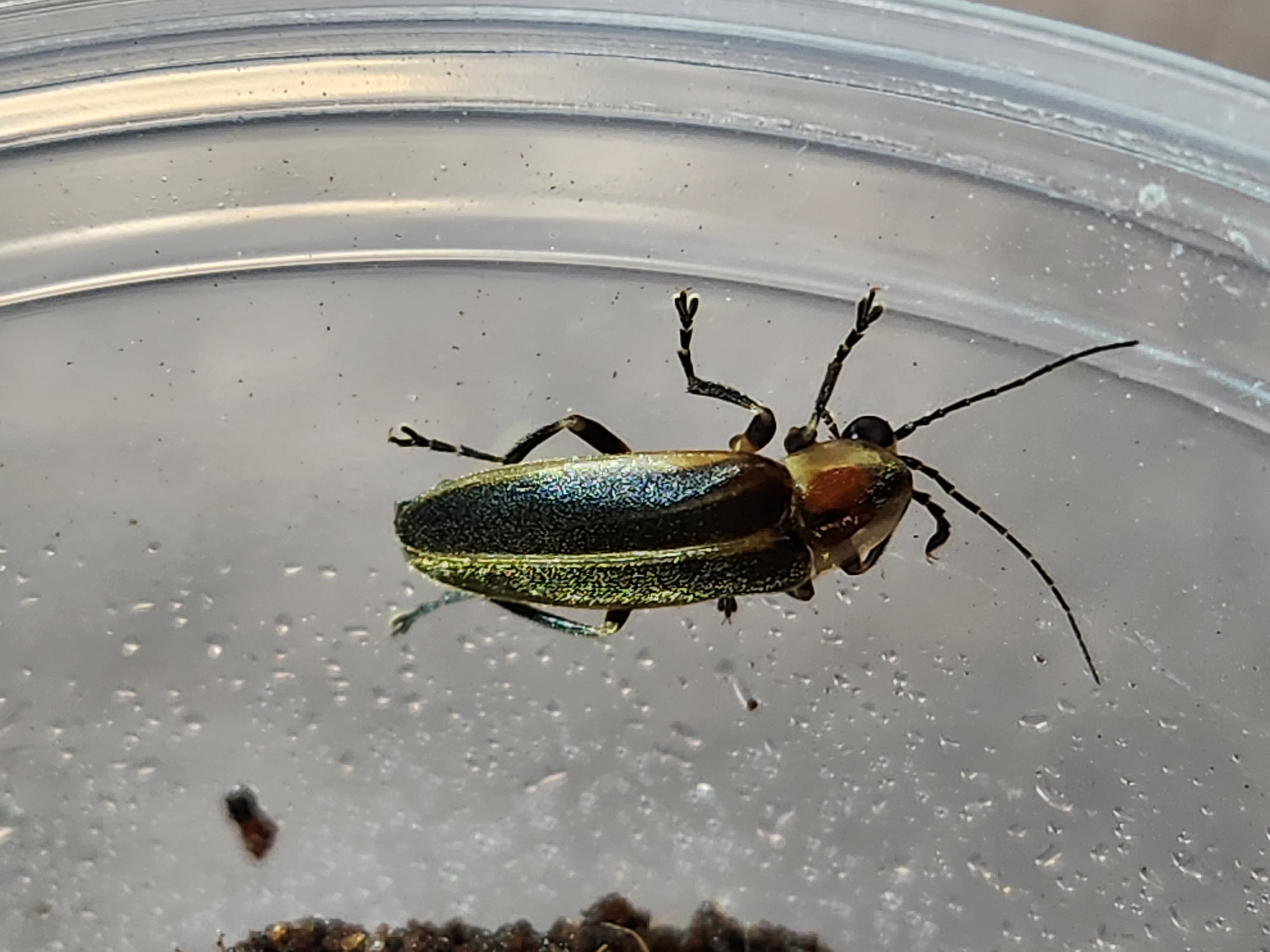 Adult Colorado firefly which emerged from eggs at the Butterfly Pavilion is believed to be the first ever raised by human hands in Colorado. The lightning bug is known for its red, black and yellow decorations on their bodies. (Courtesy of the Butterfly Pavilion)