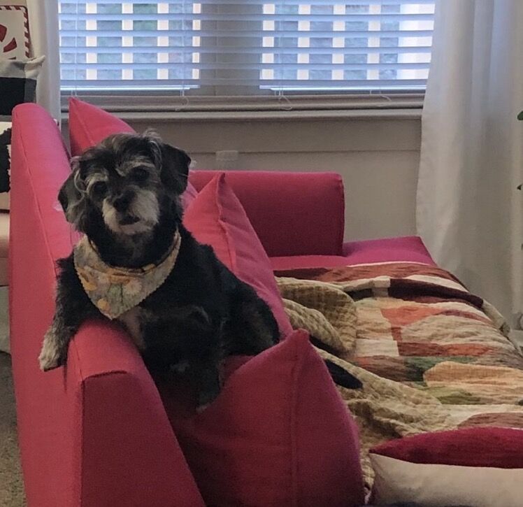 Miss Pea sleeps through fireworks because she has a brave heart. (Kathy Slater)