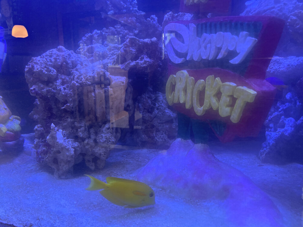 Cherry Cricket fish
