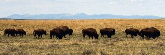 Montana attorney general threatens ‘multistate lawsuit’ over Biden public lands rule