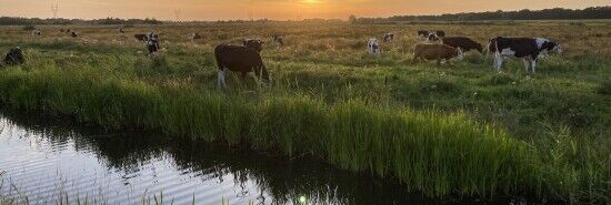 How farmers angry about green rules helped spur Dutch government's collapse
