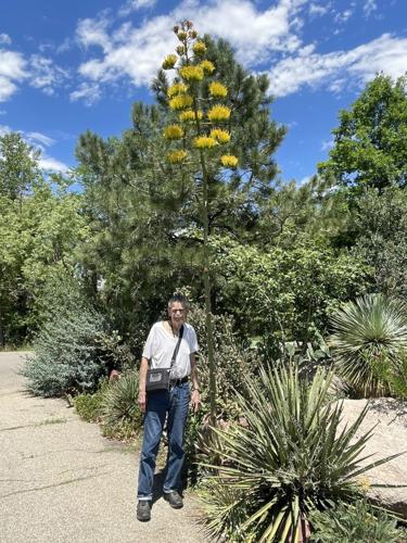 A peculiar plant grows in Colorado, and a colorful legacy lives on