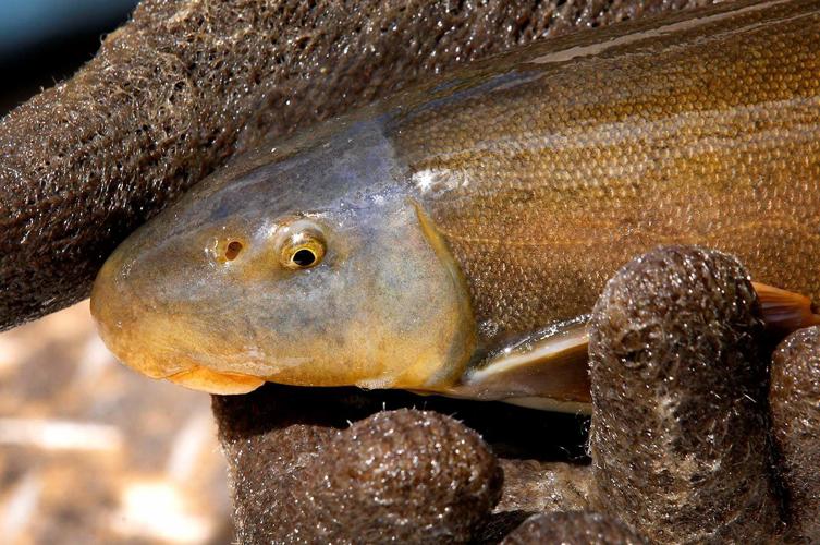 Animas River fish 2