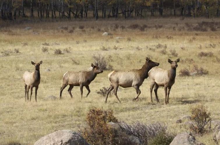 Photo: Colorado Parks and Wildlife.