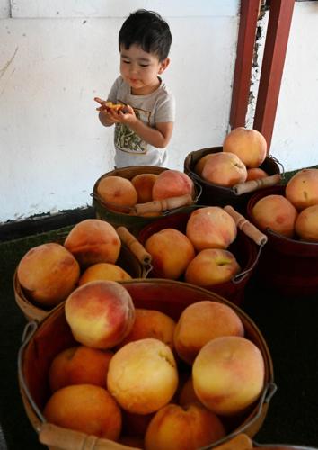 073123-news-peaches 01.JPG