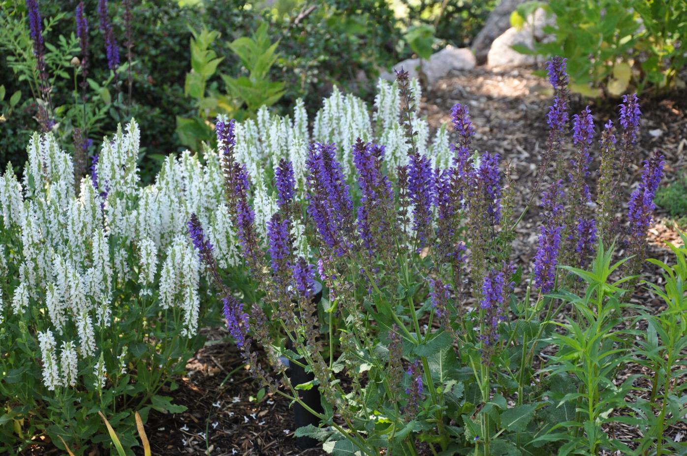 Year-round gardening: Midsummer checklist for Colorado gardeners