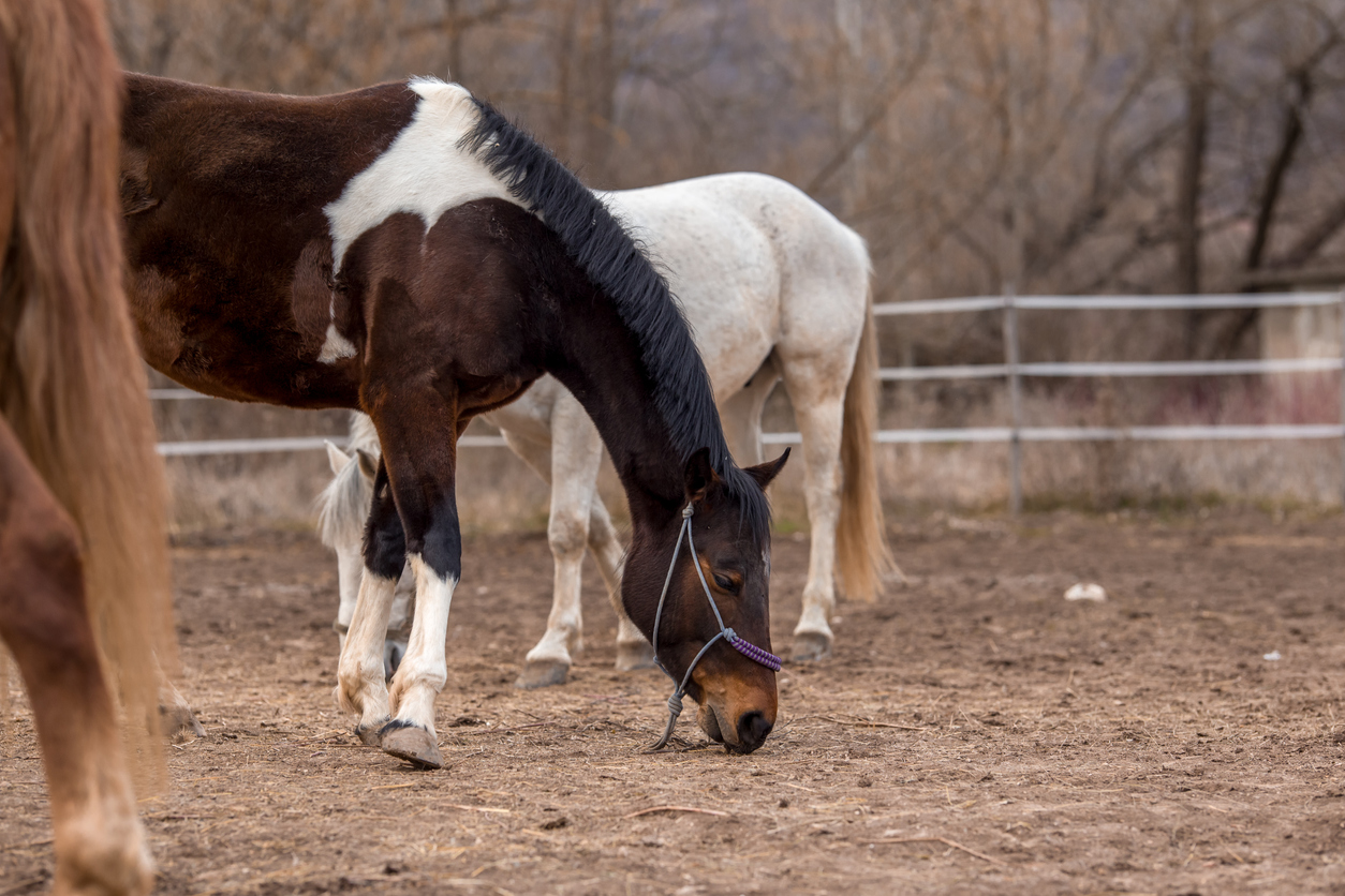 Horse euthanized due to West Nile virus in Colorado
