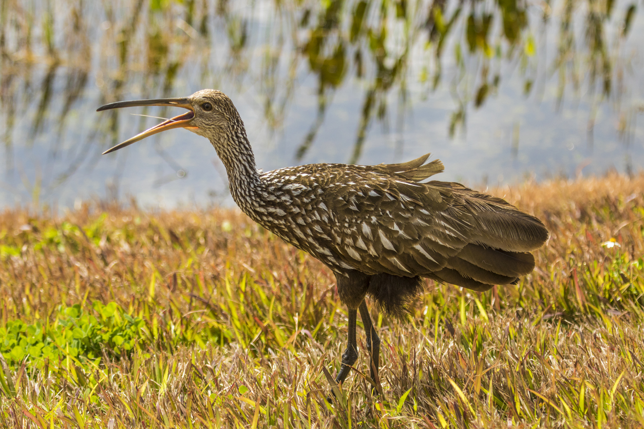 A limpkin, also known as The Crying Bird, stands beside the water at a wetlands and makes the loud crying noise it is famous for. With beak wide open, you can see the tiny white tongue as it cries. Photo Credit: RoseMaryBush (iStock). (RoseMaryBush)