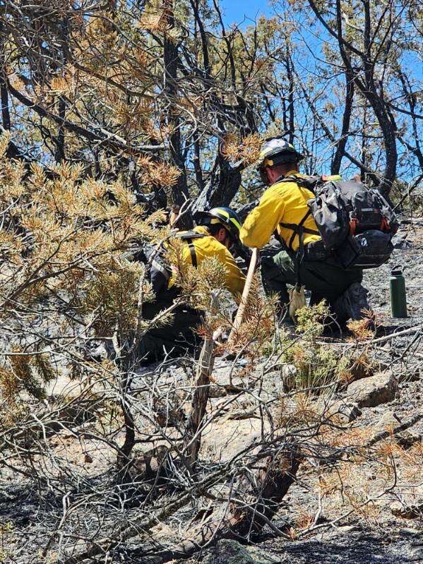 Crews from Olathe's Thunder Mountain Fire and Mitigation use chainsaws to fight the nearly 3000-acre Spring Creek Fire. Sunday, wildland firefighters planned to attack the fire form the western side. (Jeremiah Miller)