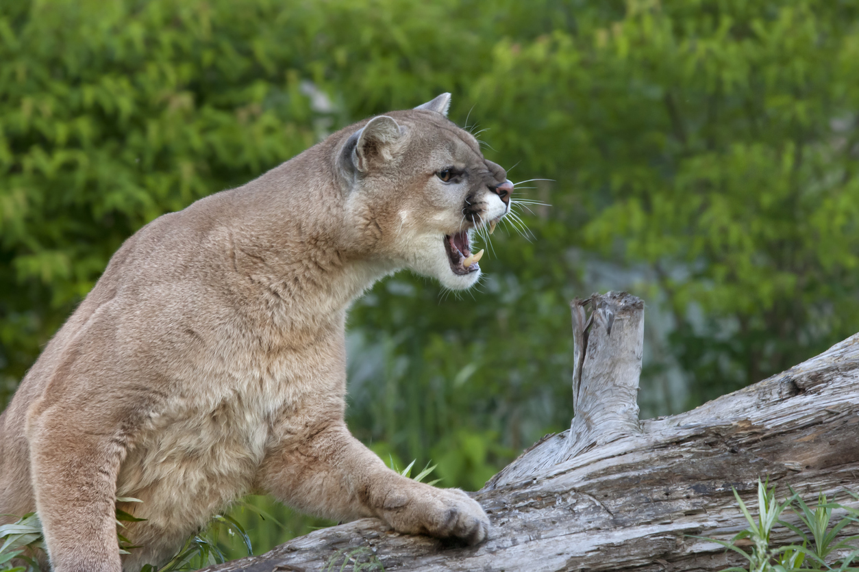 Photo Credit: dssimages. File photo. (iStock) (dssimages)