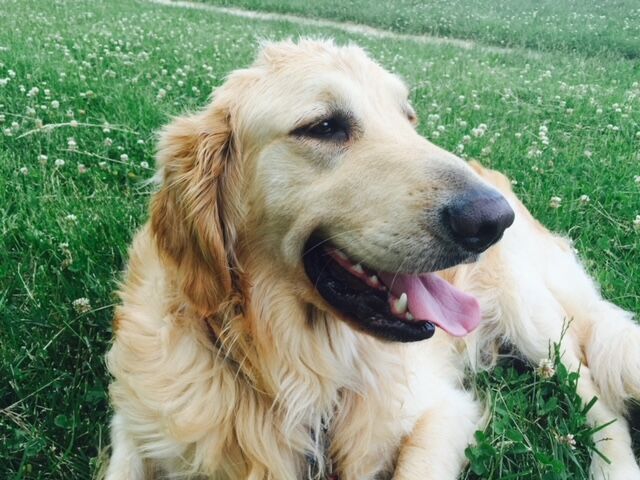 Dasher the Golden Retriever is not a fan of July 4. His owner, our editor Vince Bzdek, said he may be big and bold-looking, but he is afraid of loud noises. (Vince Bzdek)