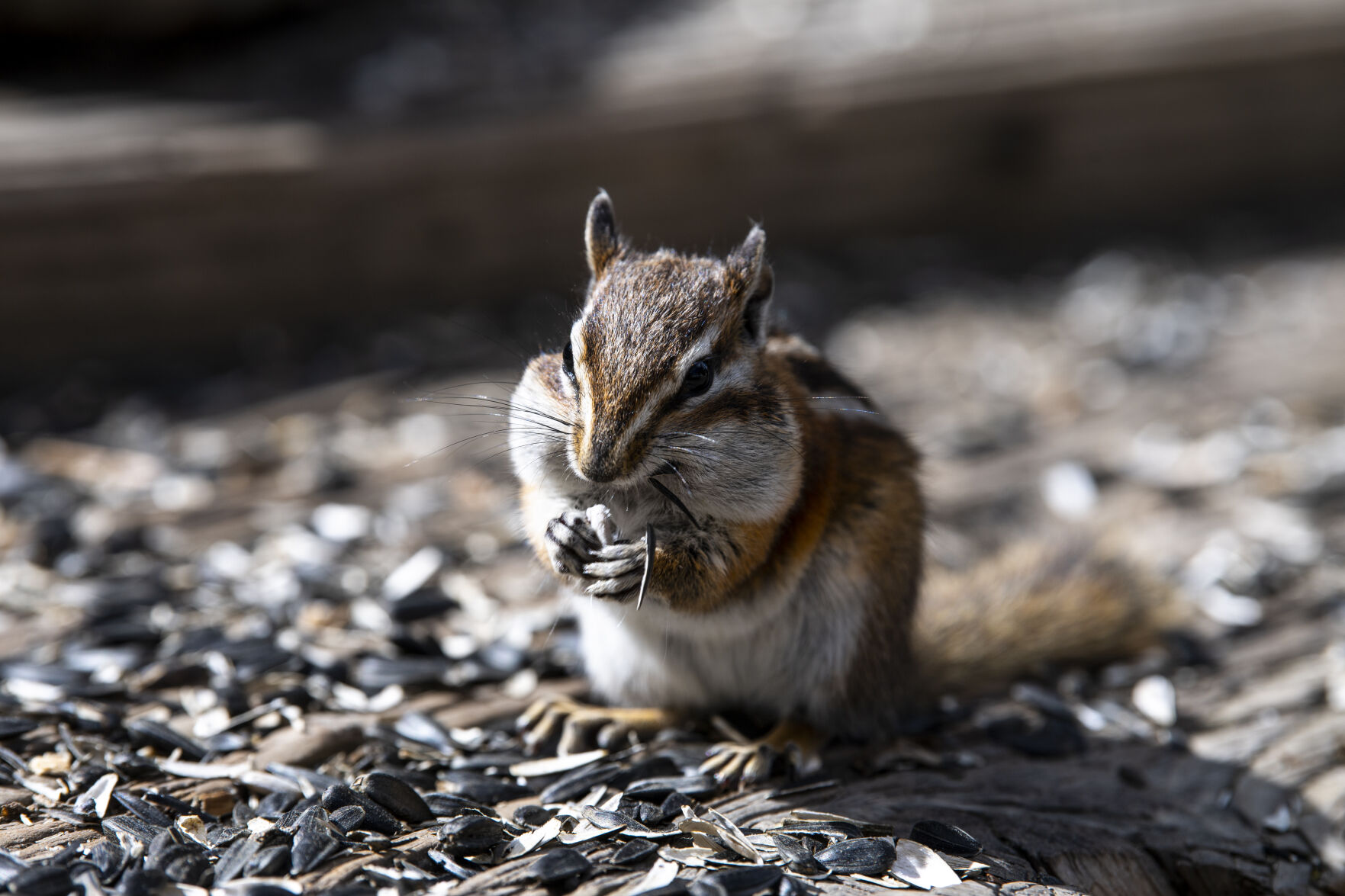 A chipmunk munches on a seed in St. Elmo Ghost Town on Tuesday, Sept. 27, 2022. (The Gazette, Parker Seibold) (Parker Seibold/ The Gazette)