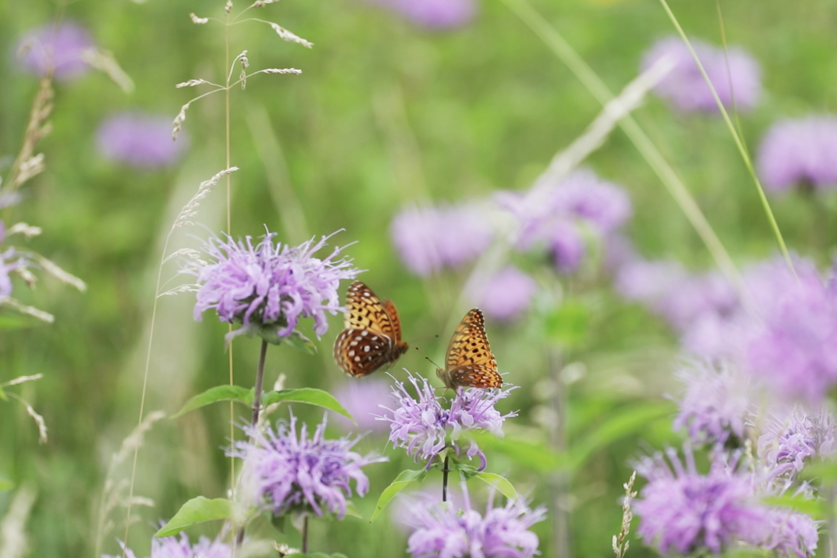 Two painted lady butterflies gather on wildflowers Doudy Draw to Springbrook Loop on July 13, 2023. (TomHellauerMultimedia Producertom.hellauer@denvergazette.comhttps://denvergazette.com/content/tncms/avatars/f/9e/622/f9e6228a-3b6b-11ed-bf10-fbb71fa8e421.f54b911252c540f1d61709edc4727a39.png)
