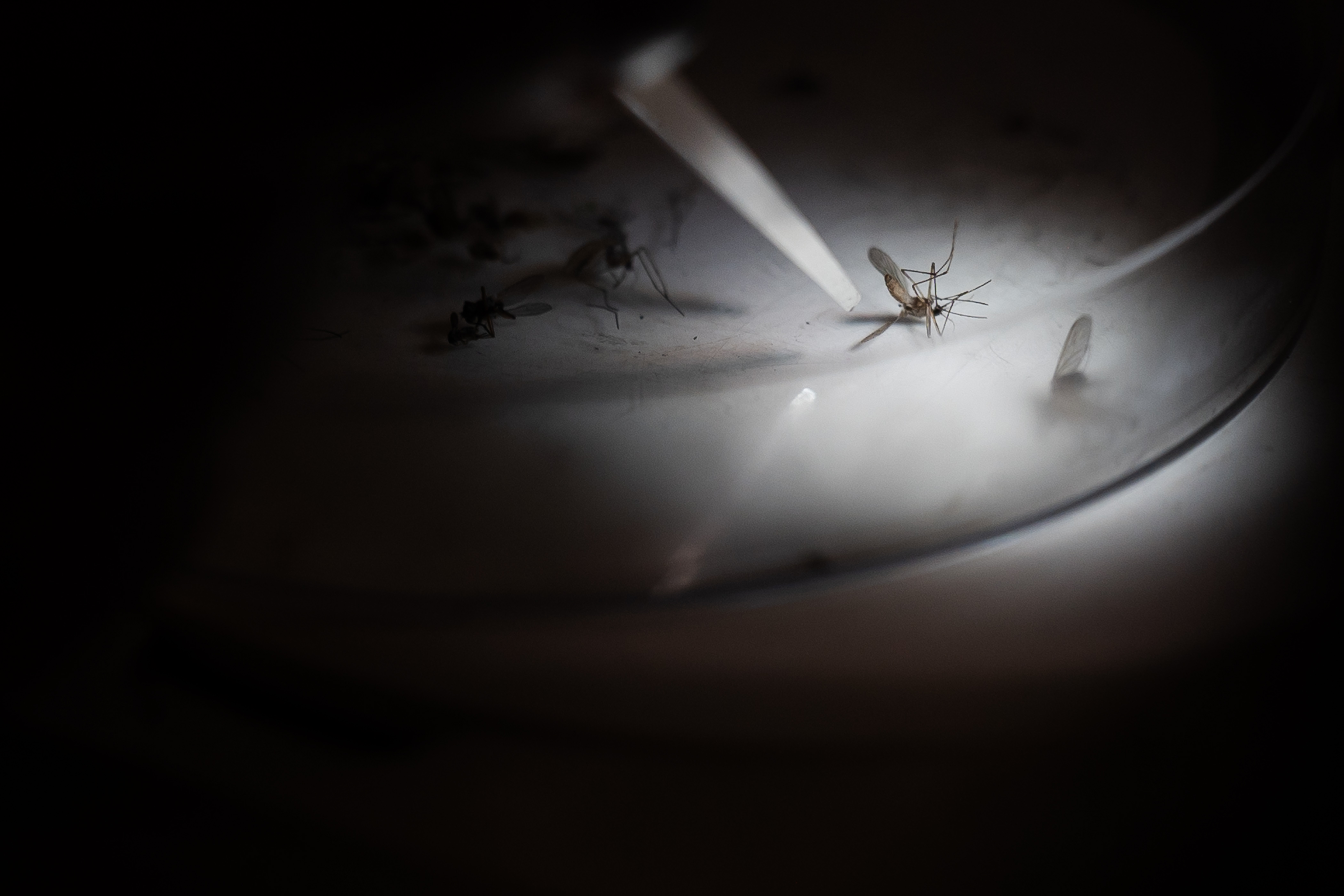 Surveillance technician Yailenne Rodriguez sorts through a pile of recently trapped mosquitoes at Vector Disease Control International on Thursday, Aug. 10, 2023, in Broomfield. (Timothy Hurst/Denver Gazette) (TimHursttim.hurst@gazette.comhttps://secure.gravatar.com/avatar/aca82bd62b4ee425c598527cd6faa1b1?d=mm&r=g)