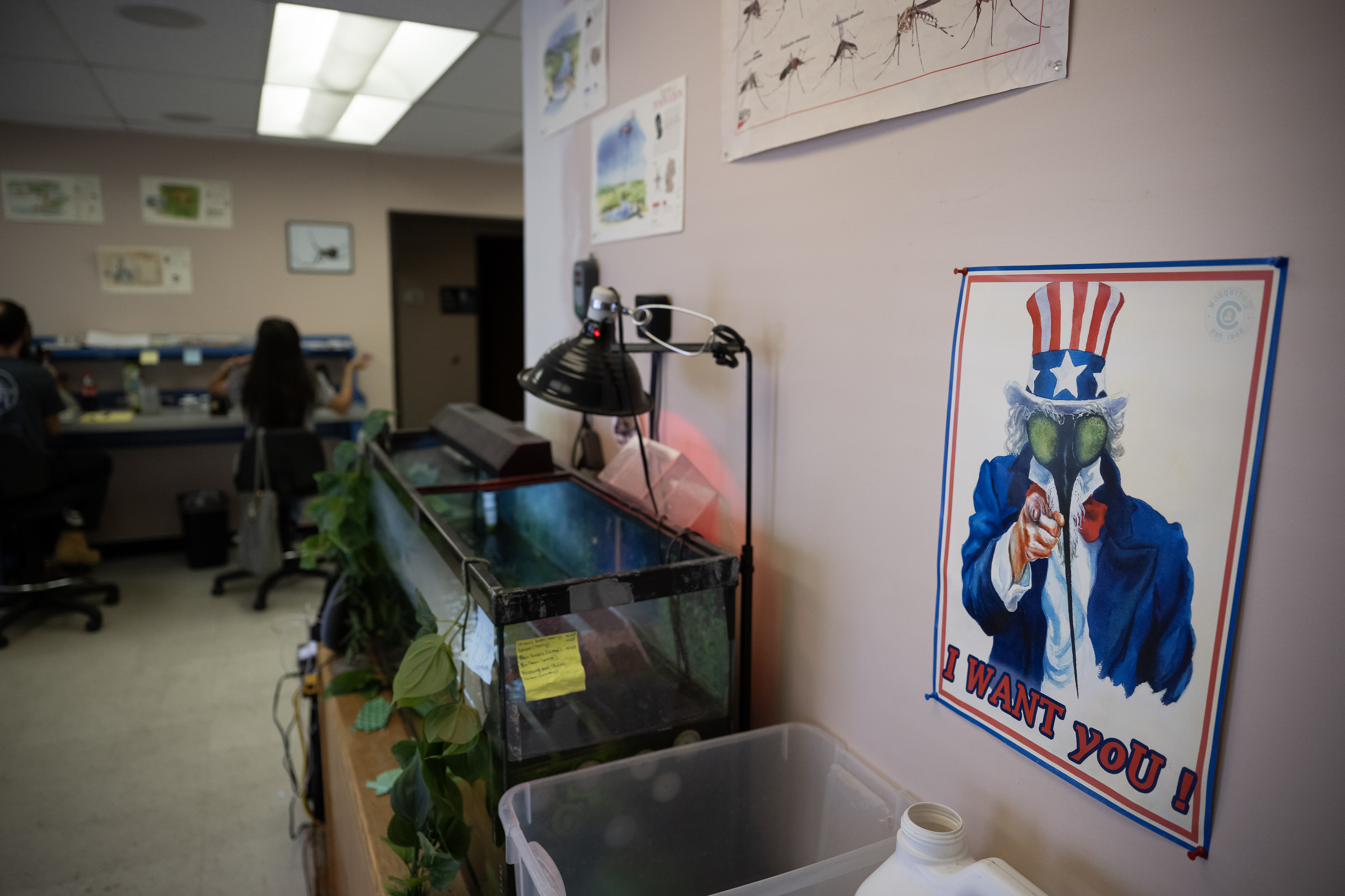 Humorous mosquito themed posters and comics are displayed at the Vector Disease Control International lab on Thursday, Aug. 10, 2023, in Broomfield. (Timothy Hurst/Denver Gazette) (TimHursttim.hurst@gazette.comhttps://secure.gravatar.com/avatar/aca82bd62b4ee425c598527cd6faa1b1?d=mm&r=g)