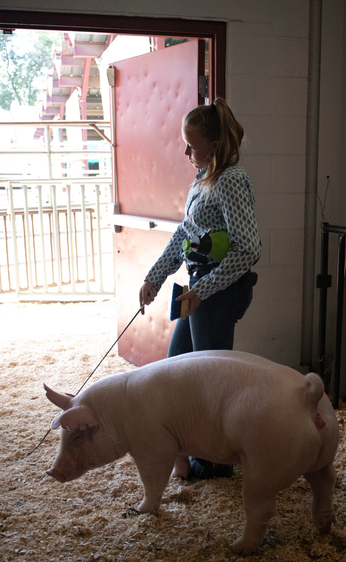 Market hogs lined up to show off at the first day of the Colorado State Fair in Pueblo, Colo. on Friday, August 25, 2023. (Gabi Broekema)