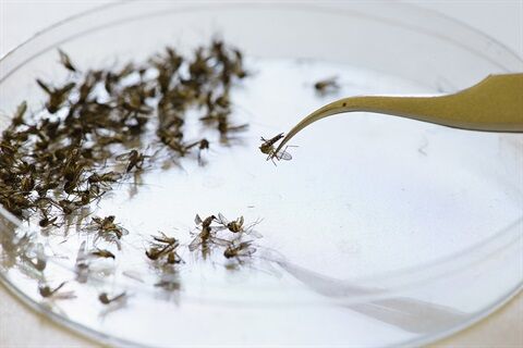 5 Coloradans die from West Nile virus as cases surge across the state