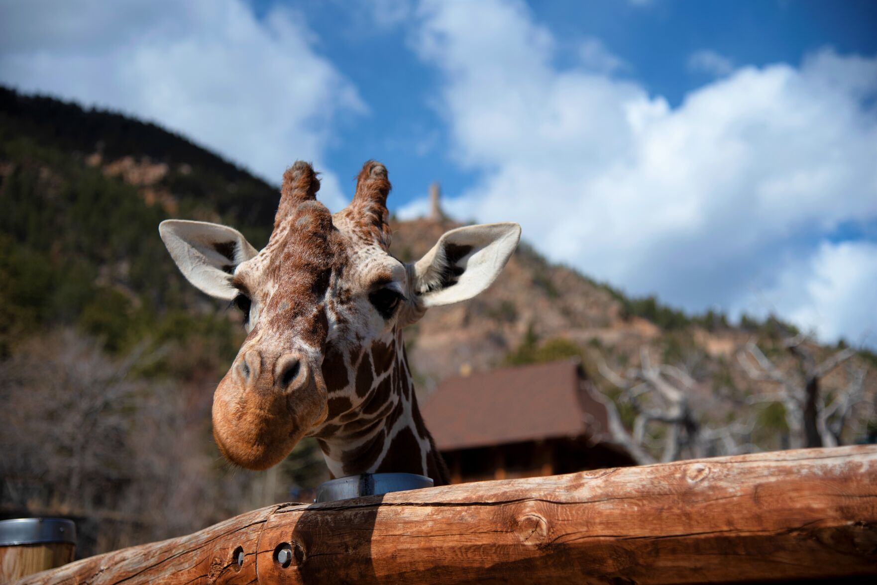‘A once-in-a-lifetime giraffe’: Cheyenne Mountain Zoo says goodbye to Msichana