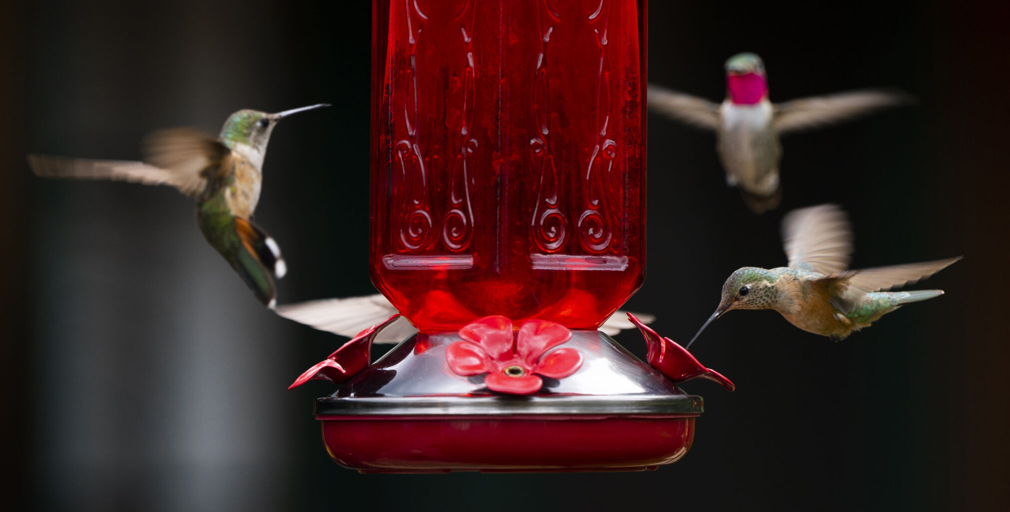 Hummingbirds feast on a feeder in Cuchara this month, Colo., Tuesday, Aug. 1, 2023. (Christian Murdock/The Gazette)